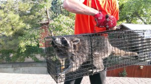 Raccoon Removal