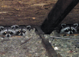 Raccoons getting into attic