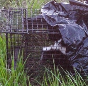 North Ogden Skunk Removal