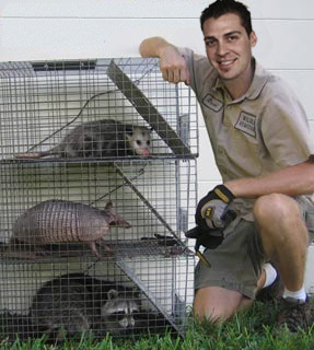 Raccoon Removal, Possum Removal, Armadillo Removal
