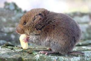 vole-removal