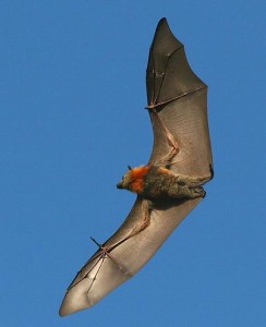 Bat Removal