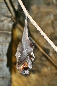 bat