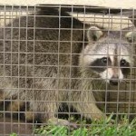 Salt Lake City Utah Animal Removal