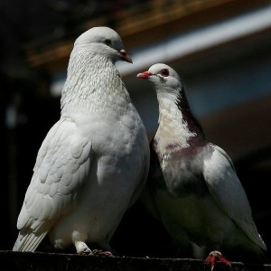 pigeon removal