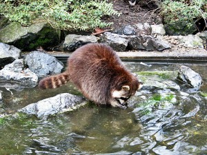 Help with Raccoons