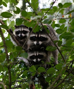 raccoongroup