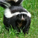 Bountiful Utah Wildlife Removal