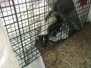 Skunk Removal, trapped skunk