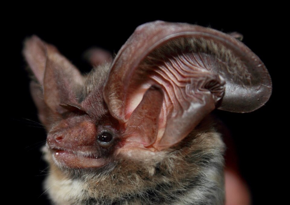 Utah bat, Granite bat removal