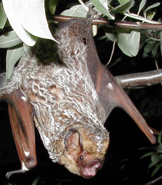 Utah bat, Brighton bat removal