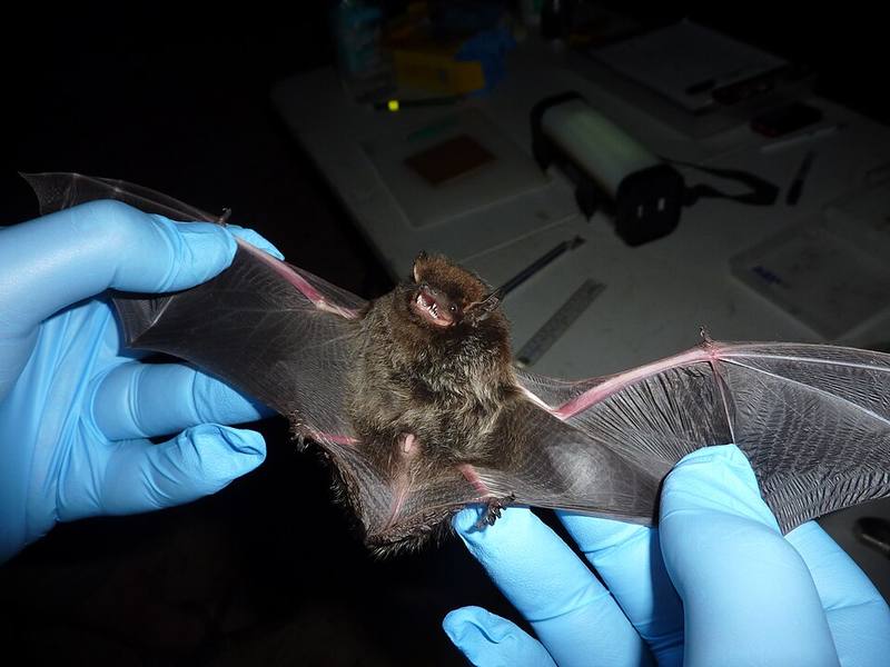 Utah bat, Vernon bat removal