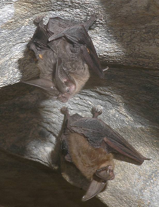 Utah bat, Spring City bat removal