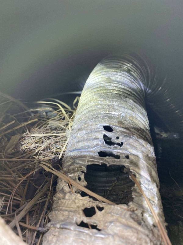 Bird Control