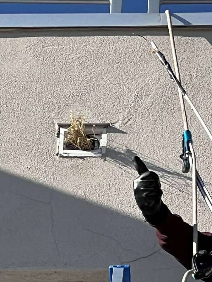 Bird Control