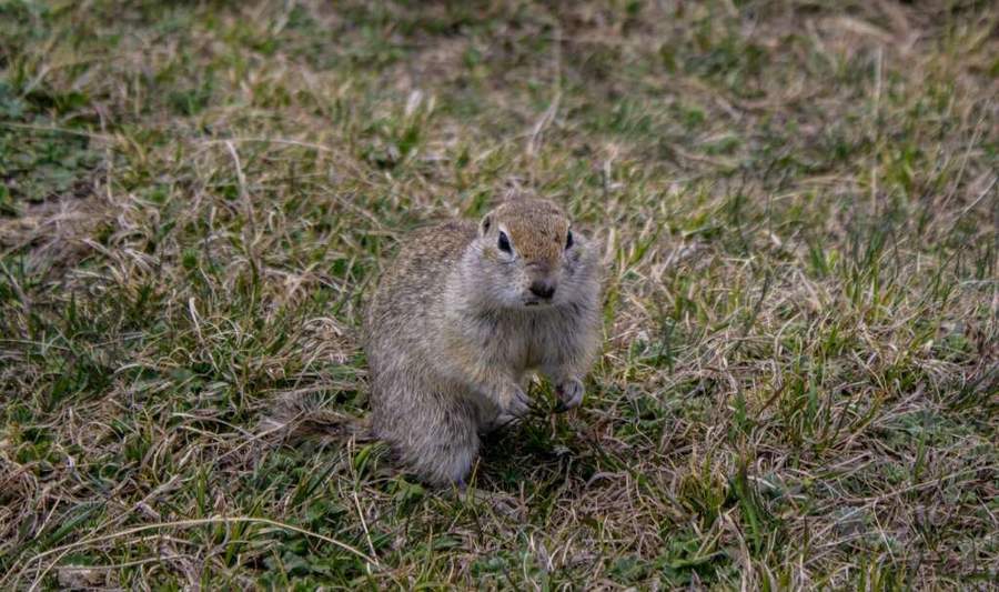 Gopher Removal
