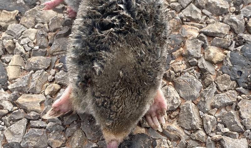 Mole Removal