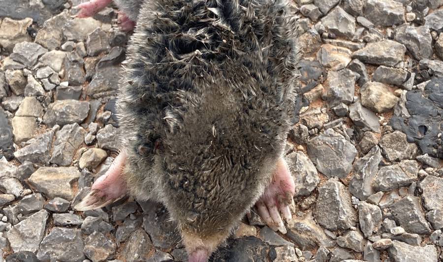 Mole Removal