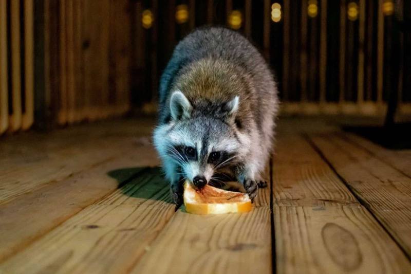Raccoon Control
