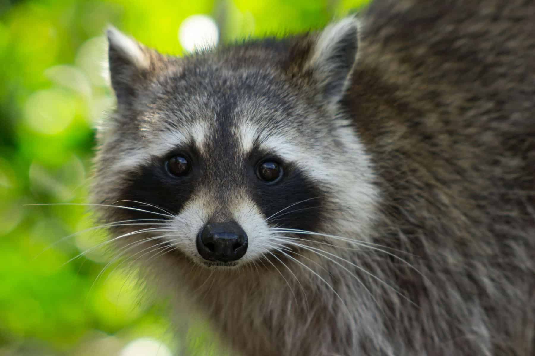 Raccoon Control