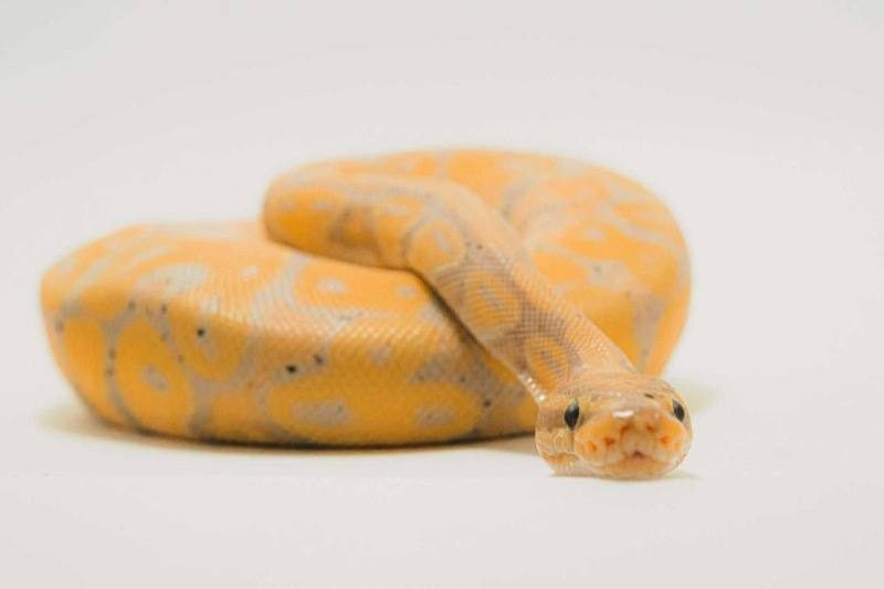 Snake Removal