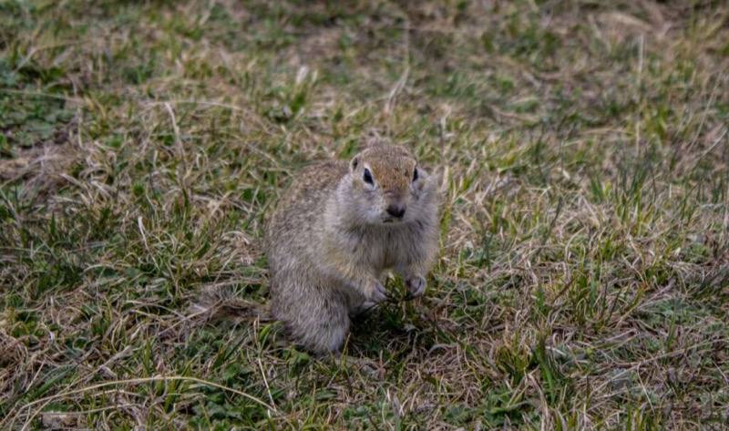 Vole Removal