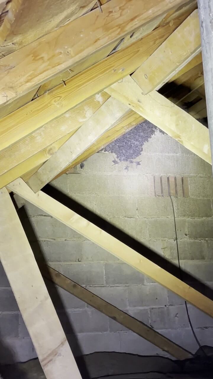 A bat colony roosting inside an attic.