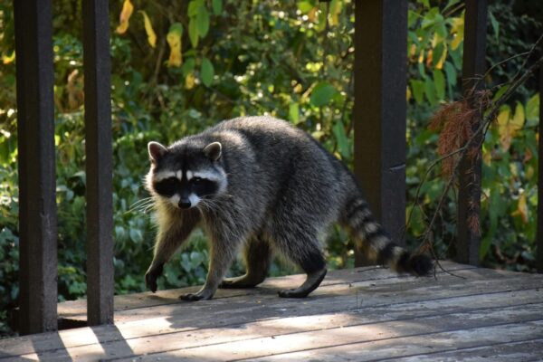 Raccoon Control