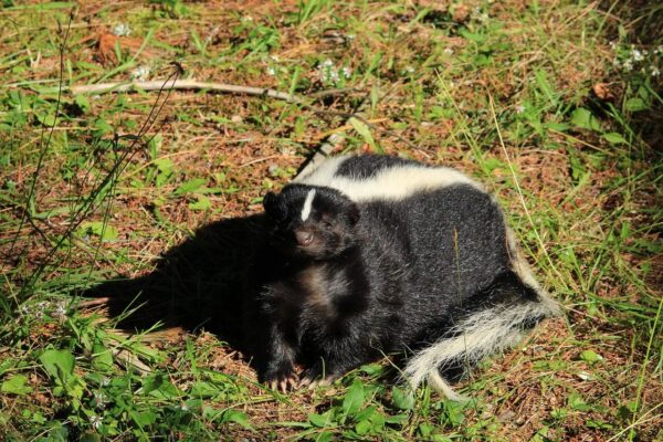Skunk Removal