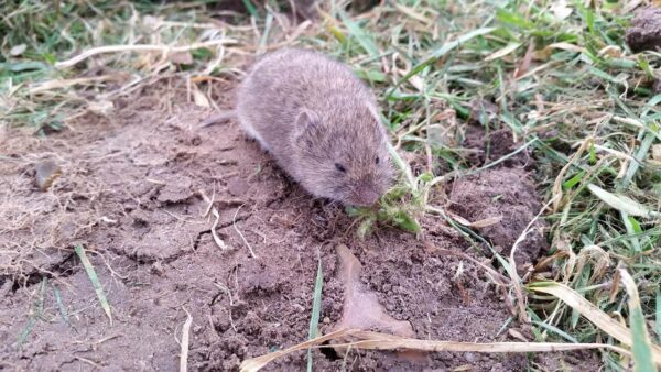 Vole Removal