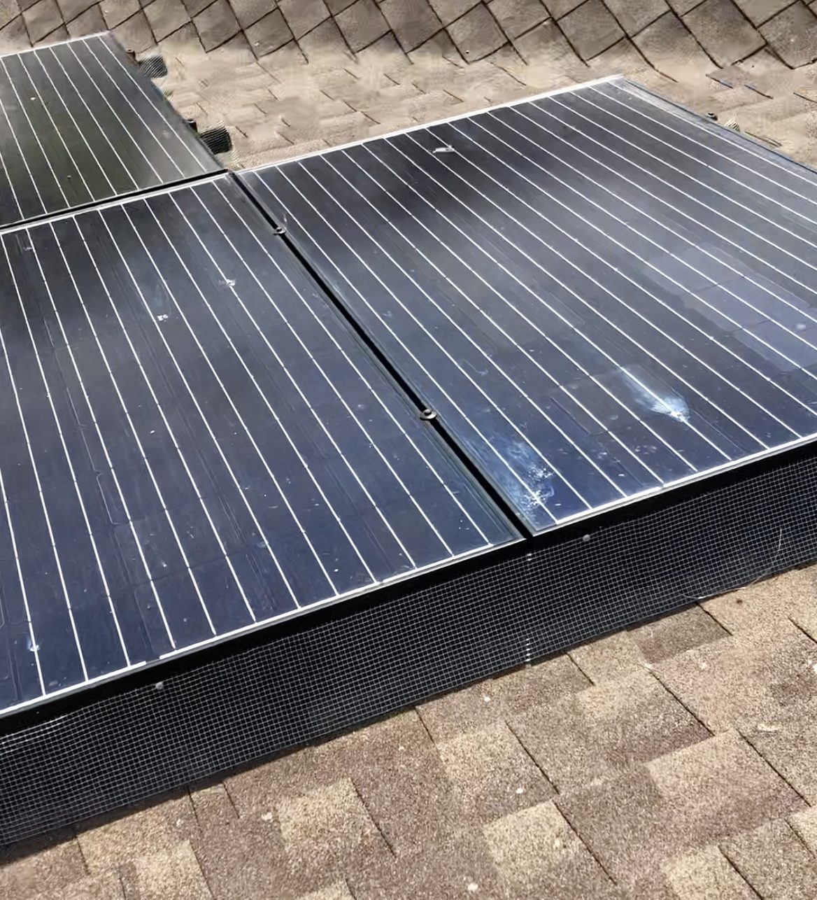 st-george-pigeon-removal-utah-wildlife-specialists