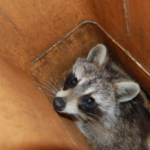 Raccoons in Chimney