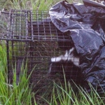 North Ogden Skunk Removal