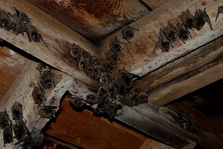 Bat Removal by American Pest Solutions, BAT REMOVAL - Bat Removal and  Control in MN and WIBats in your house or attic? American Animal control  can get rid of your bats;