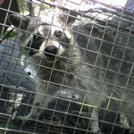 Park City Utah Raccoon Removal