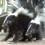 skunks3