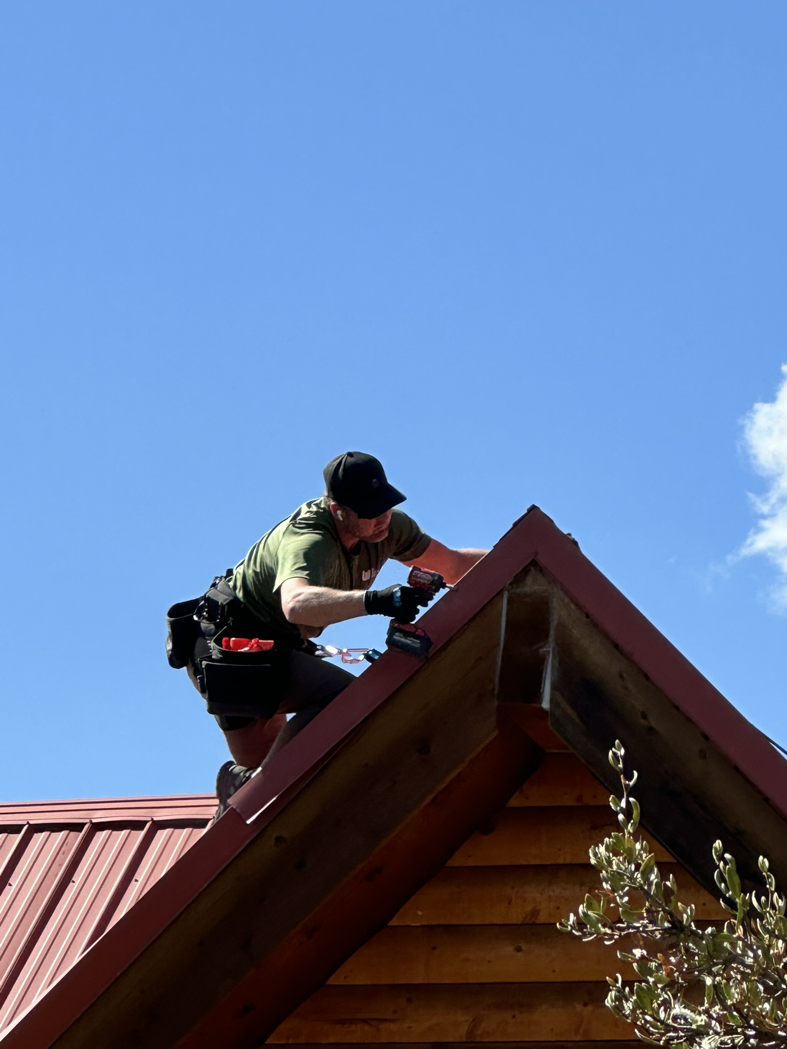 Professional Wildlife Removal